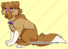 Pet