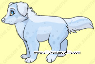 Pet
