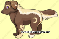 Pet