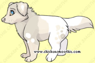 Pet