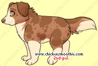 Pet
