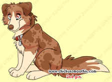 Pet
