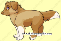 Pet