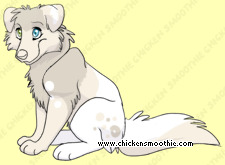 Pet