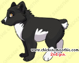 Pet