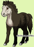 Pet