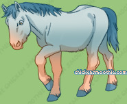 Pet