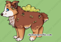 Pet