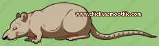 Pet