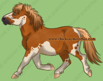 Pet
