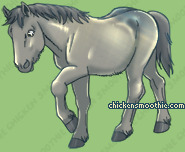 Pet