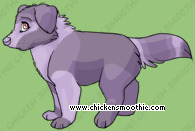 Pet