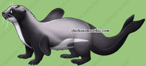 Pet