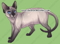 Pet