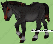 Pet