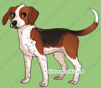 Pet
