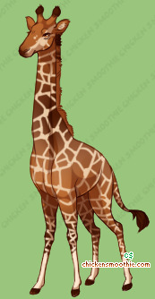 Pet