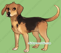 Pet