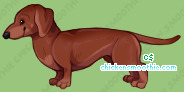 Pet