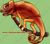 Pet