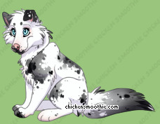 Pet