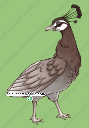 Pet