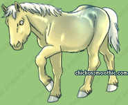 Pet