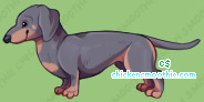 Pet