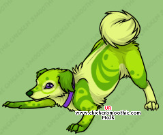 Pet