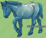 Pet