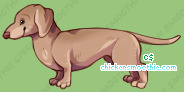 Pet