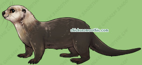Pet