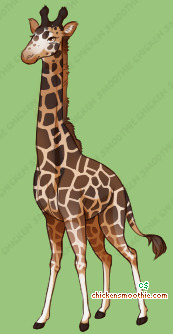 Pet