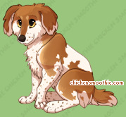 Pet