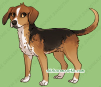 Pet
