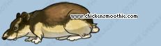 Pet