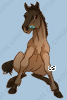 Pet
