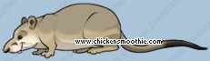 Pet