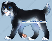 Pet