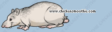 Pet