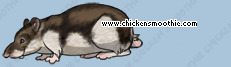 Pet