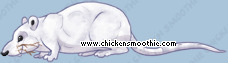 Pet
