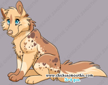 Pet