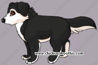 Pet