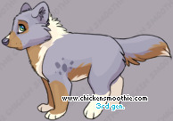 Pet