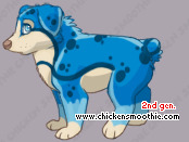 Pet