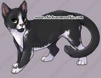 Pet