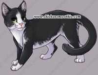 Pet