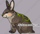 Pet