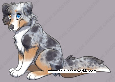 Pet